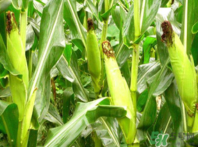 四月份的玉米能吃嗎？四月份有玉米嗎？