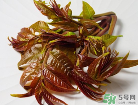 痛風(fēng)能吃香椿嗎？痛風(fēng)能吃香椿煎蛋嗎？