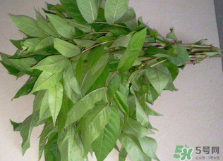 白花菜有什么功效？白花菜的功效是什么？