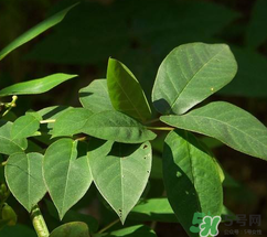 白花菜有什么功效？白花菜的功效是什么？