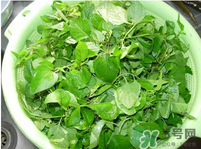 白花菜有什么功效？白花菜的功效是什么？