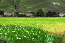 四月份去哪里旅游比較好？四月份最適合旅游的地方