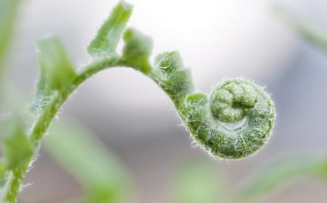 蕨菜到底能不能吃？山上的蕨菜能不能吃