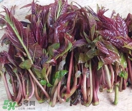 香椿芽怎么吃？新鮮香椿芽怎么吃