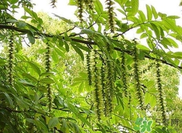 榆錢是榆樹的什么？榆錢是花還是果實