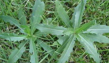 刺兒菜能吃嗎？刺兒菜可以吃嗎