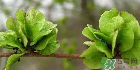 榆錢是榆樹的什么？榆錢是花還是果實