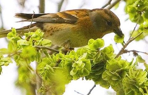 榆錢是酸性還是堿性？榆錢是什么味道