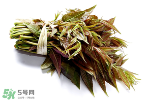 香椿可以助孕嗎？香椿有助孕的功效嗎？