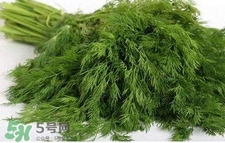 茴香苗有什么好處？茴香苗的功效與作用