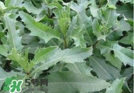 刺兒菜吃了有什么用？刺兒菜有什么功效