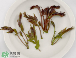 香椿能泡茶嗎？香椿茶的功效與作用