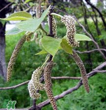 蒸構(gòu)樹花兒的功效 蒸構(gòu)樹花兒有什么功效？