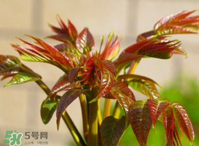香椿會(huì)致癌嗎？香椿吃多了會(huì)致癌嗎？ 
