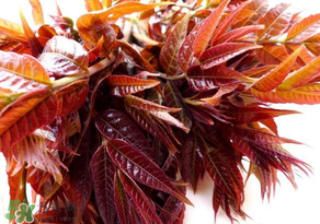 香椿會(huì)致癌嗎？香椿吃多了會(huì)致癌嗎？ 