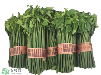 樹仔菜有毒嗎？樹仔菜有沒有毒？