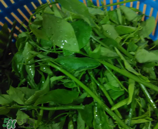 樹仔菜有毒嗎？樹仔菜有沒有毒？
