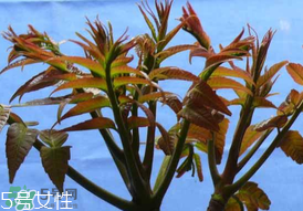 ?香椿癌癥病人能吃嗎？癌癥患者可以吃香椿嗎？