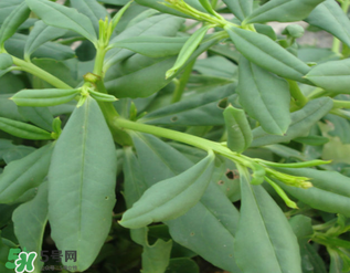 人參菜怎么吃？人參菜怎么吃好？