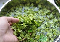 榆錢是榆樹的什么？榆錢是花還是果實