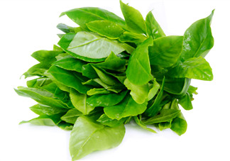 人參菜怎么吃？人參菜怎么吃好？