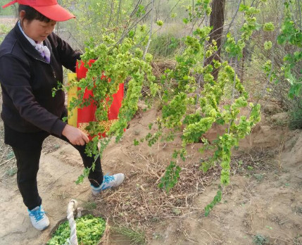 榆錢能炒雞蛋嗎？榆錢炒雞蛋怎么做