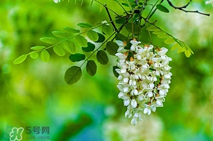 刺槐花幾月開(kāi)？刺槐花什么時(shí)候開(kāi)