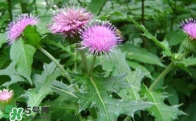 刺兒菜吃了有什么用？刺兒菜有什么功效