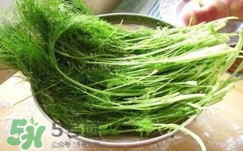 茴香苗有什么好處？茴香苗的功效與作用