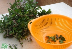 吃枸杞葉會過敏嗎？吃枸杞葉會不會過敏