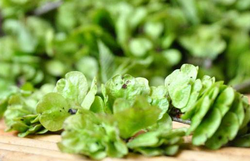 榆錢是酸性還是堿性？榆錢是什么味道