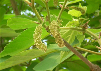 蒸構(gòu)樹花兒孕婦可以吃嗎？孕婦可以吃蒸構(gòu)樹花兒嗎？