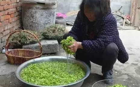 榆錢(qián)怎么蒸？蒸榆錢(qián)的做法