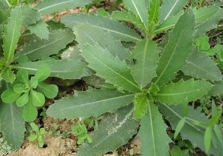 刺兒菜怎么吃不扎嘴？刺兒菜的做法