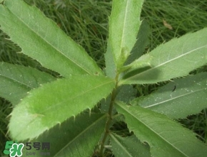 刺兒菜吃了有什么用？刺兒菜有什么功效