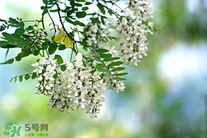刺槐花幾月開(kāi)？刺槐花什么時(shí)候開(kāi)