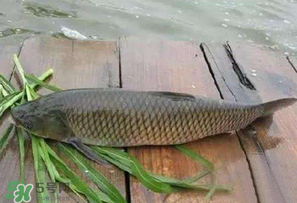 4月份可以釣草魚嗎？4月份如何釣草魚？
