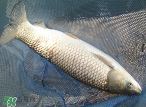 4月份可以釣草魚嗎？4月份如何釣草魚？
