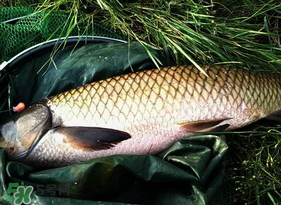 4月份可以釣草魚嗎？4月份如何釣草魚？