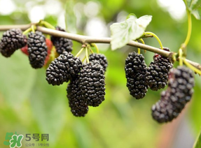 桑葚和菠蘿能一起吃嗎？桑葚可以和菠蘿一起吃嗎？