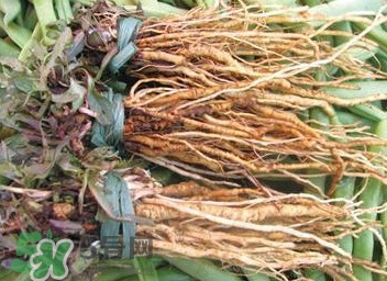 苦苣根哪里有賣？苦苣根茶在那里買的到