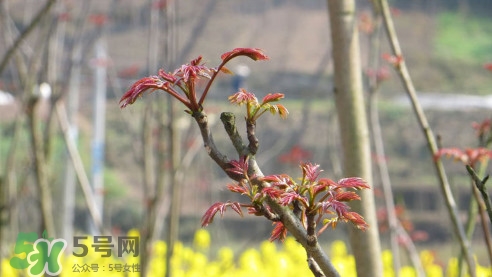 香椿葉能吃嗎？香椿葉孕婦能吃嗎？