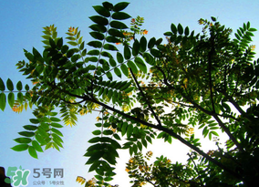 香椿放久了能吃嗎？香椿可以放多久？
