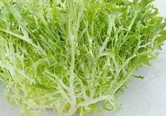 苦菊能和蝦一起吃嗎？苦菊可以和蝦一起吃嗎