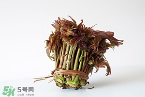 香椿樹什么時候發(fā)芽？香椿樹什么時候種植