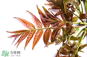 香椿樹什么時候發(fā)芽？香椿樹什么時候種植