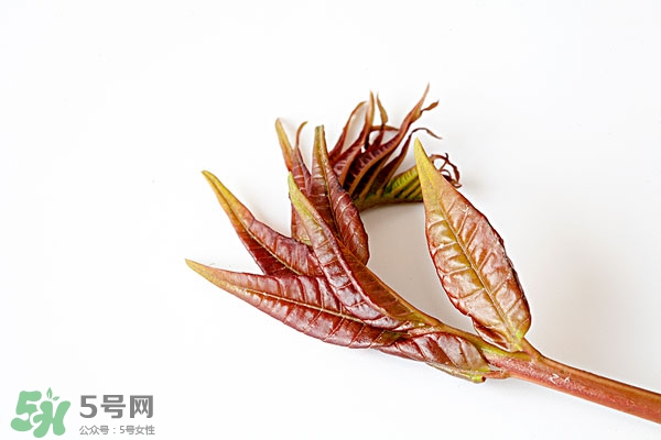 香椿葉怎么吃？香椿葉的吃法