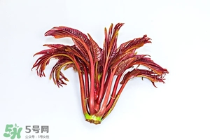香椿樹什么時候發(fā)芽？香椿樹什么時候種植