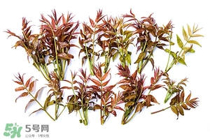 香椿樹什么時候發(fā)芽？香椿樹什么時候種植