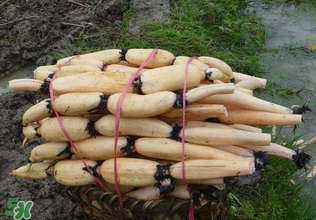 香椿和蓮藕能一起吃嗎？香椿能和蓮藕一起吃嗎？